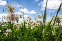 <p>Plant species grown as cover plants, such as clover, can remove pollutants from the soil or fix them in their root systems. </p>
